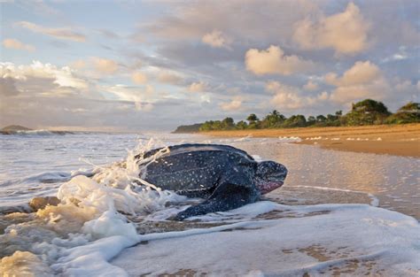 Why Are French Guiana Leatherbacks Declining — The State Of The World