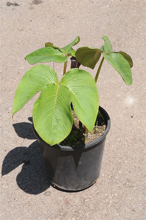 It must be very well drained, but moist, or the tuber tends to rot. Arisaema speciosum (Wall.) Mart. | Plants of the World ...