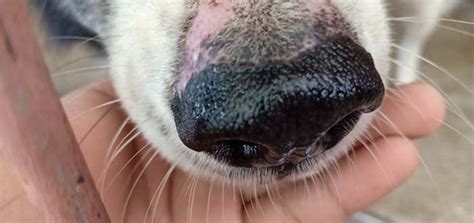 How Do You Treat A Dogs Chapped Nose