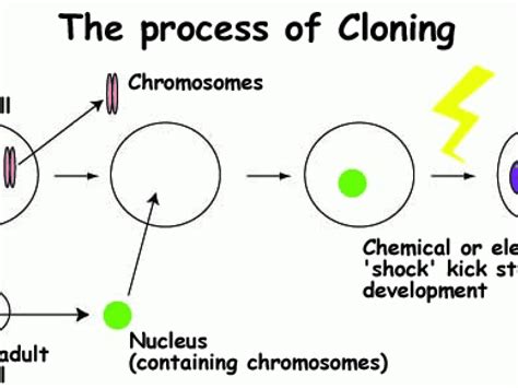 Cloning Pictures