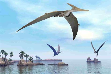 The North American Pterosaurs The Different Types Explained