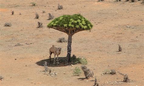 The correct answer to three humped camel riddle is pregnant camel. Seeking shelter: Camel finds shady refuge from 40C baking ...