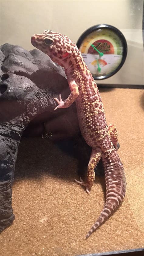 We did not find results for: bell albino leopard gecko, aka Emile | Leopard gecko ...