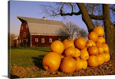 Pumpkins Piled Up After The Autumn Harvest Near A Red Barn Near