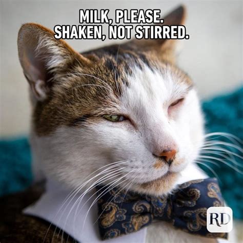 Adorable Cat Memes Werohmedia
