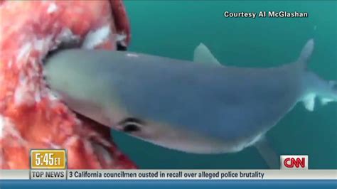 It was a female, which scientists believe that giant squid can attack and eat small whales. Rare video of shark eating giant squid goes viral - Shedd ...