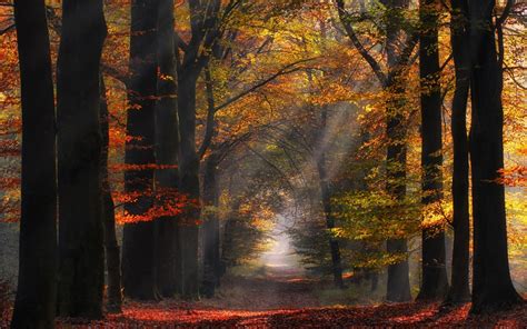 Morning Nature Path Sun Rays Landscape Netherlands Trees