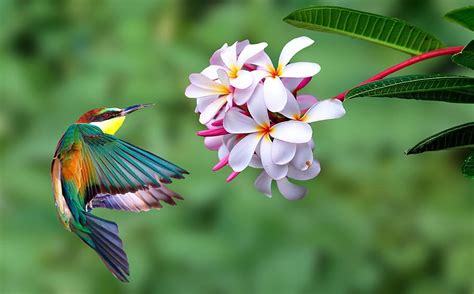 Free Download Bird Flower Kingfisher Plant Nature Wallpaper