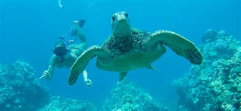 What You Will See When Snorkeling At Turtle Town Maui