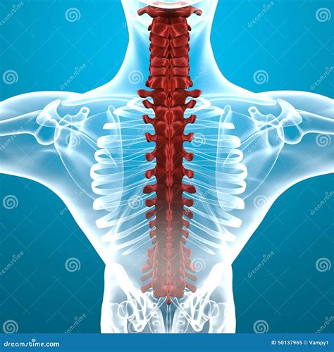 Human Body Spine Anatomy Stock Illustration Image 50137965
