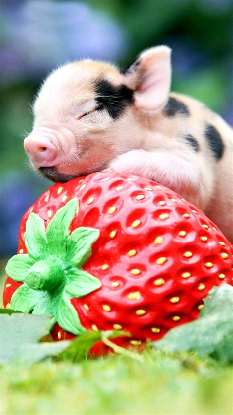 Baby Pig On A Strawberry Wallpaper Baby Piglets Cute Piggies Cute