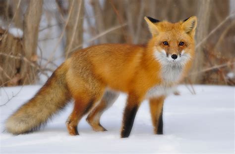 The Red Fox Animal Facts And New Pictures The Wildlife