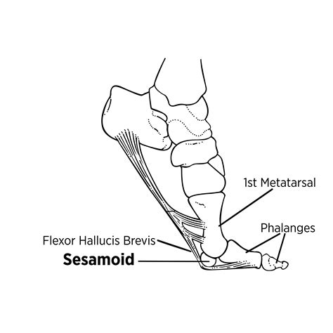 Sports Injury Bulletin Anatomy Sesamoid Stress Fracture No Small Issue