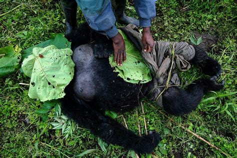 Saving Congos Gorillas A Refuge For Species Under Threat Time