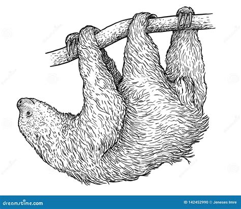 Sloth Illustration Drawing Engraving Ink Line Art Vector Stock Vector Illustration Of