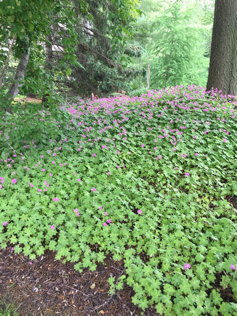 Ny Native Ground Cover Ground Cover Good