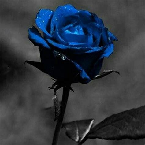 Meaning Of White Blue Roses Meanoin