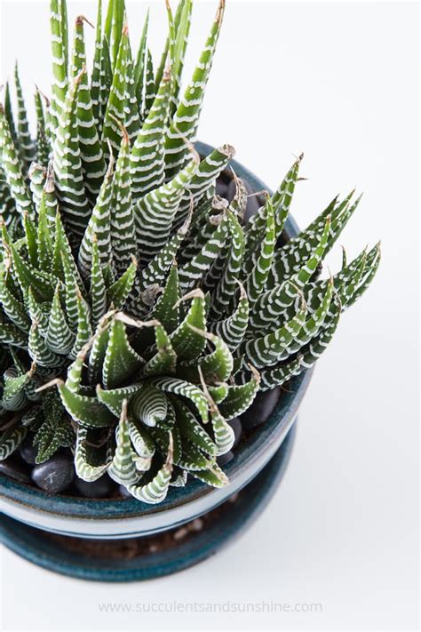 Some of the most popular varieties are star cactus. How to grow succulents indoors | Succulents and Sunshine