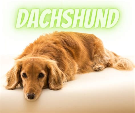 ¿qué Significa La Palabra Dachshund Dachshunds Dulces