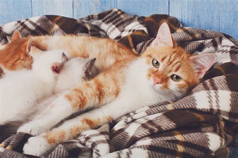 Cat Nursing Her Little Kittens At Plaid Blanket Stock Photo Download