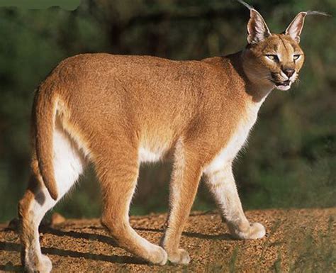 The balinese cat is usually considered the longhaired version of the siamese cat. WILD CATS - LYNX -- Caracal