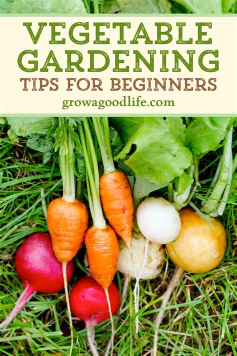 10 Vegetable Gardening Tips For Beginners In 2021 Starting A
