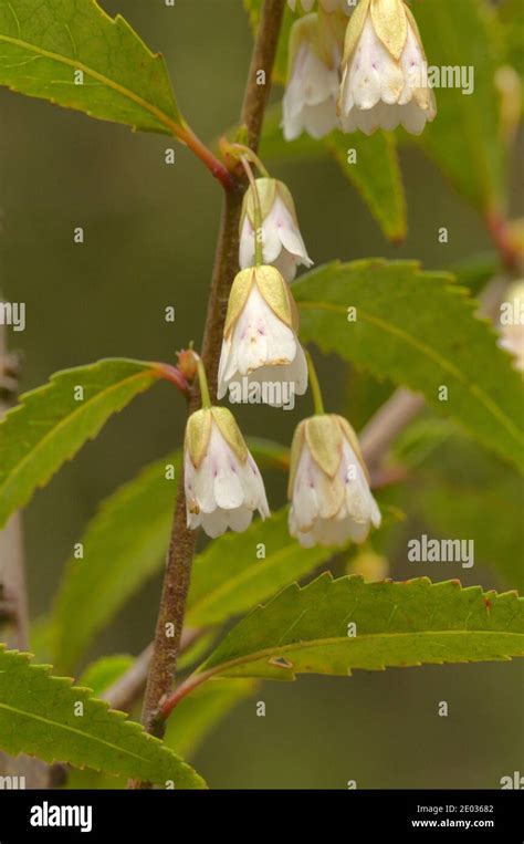 Heartberry Aristotelia Peduncularis Elaeocarpaceae Photographed In