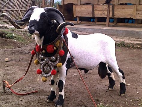 Pin By Dan Koon On Sheep Sheep Animals Goats