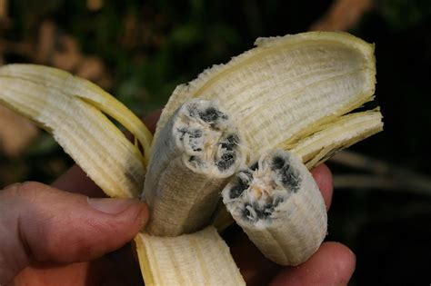 Wild Banana Food Source Banana Contains Banana