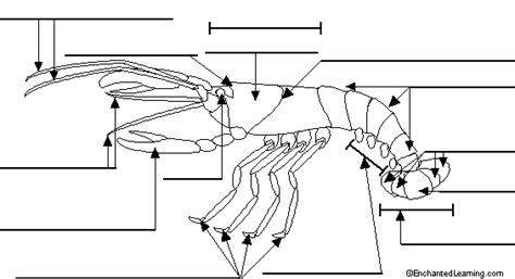 Label Crayfish External Diagram Printout - EnchantedLearning.com