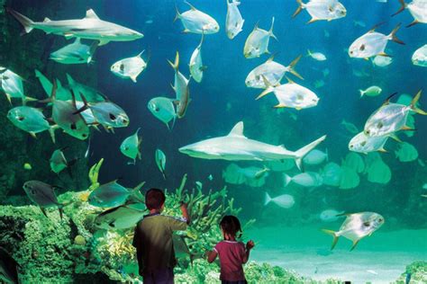 Sydney Attraction Pass Sydney Tower Eye Aquarium And More Travel