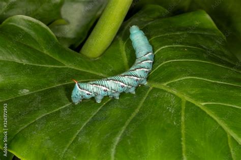 Carolina Sphinx Moth Larva Or Blue Hornworm Foto De Stock Adobe Stock