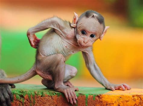 8 Strange Animal Babies That Look Nothing Like Their Parents Hairless