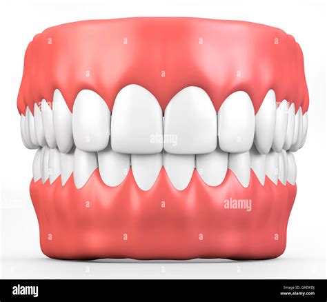 3d Illustration Teeth And Gum Model Dental Concept Stock Photo Alamy