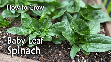 How To Grow Baby Leaf Spinach From Seed Easy Planting Guide Youtube