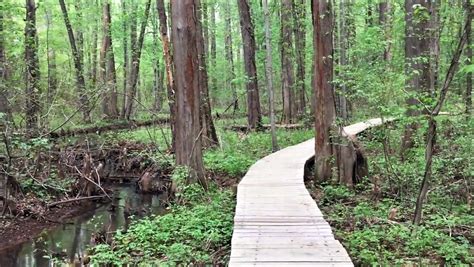 This Beautiful Boardwalk Trail In Maryland Is The Most Unique Hike