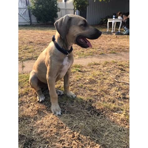 Scraps Large Male Hungarian Vizsla X Mastiff Mix Dog In Qld Petrescue