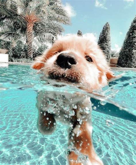 Dog Swimming In Pool Cute Puppy Wallpaper Cute Animals Cute Baby Dogs