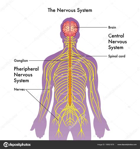 Sistema Nervioso Central Im Genes De Stock Animado Sistema Nervioso D