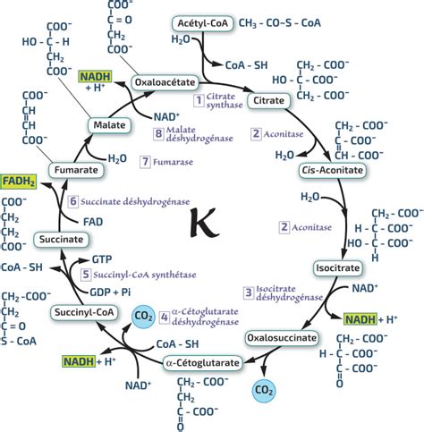 Le Métabolisme Schéma Réactions Du Cycle De Krebs Rn Bio