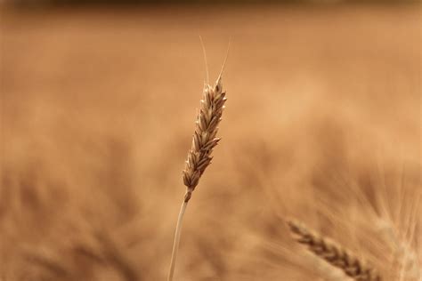 Wheat Field Close Up Plant · Free Photo On Pixabay