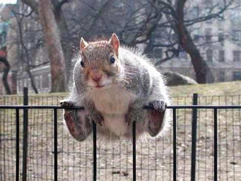 These Fat Squirrels Have Gone Nuts For Nuts Like The Iceage One