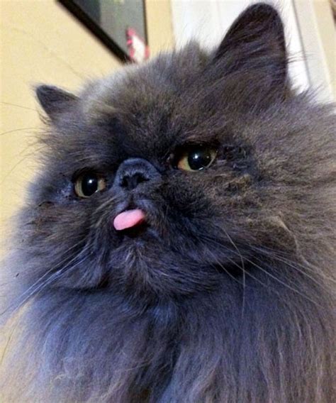 20 Cheeky Cats Sticking Their Tongues Out Just Because Cat Sticking