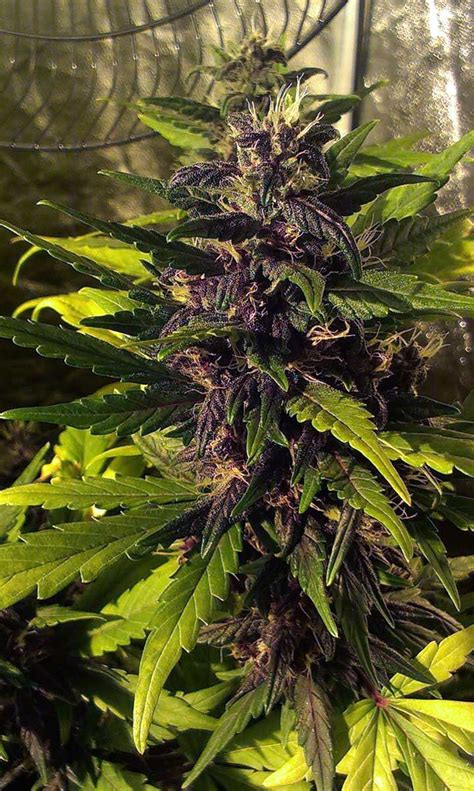 Beautiful Cannabis Buds 