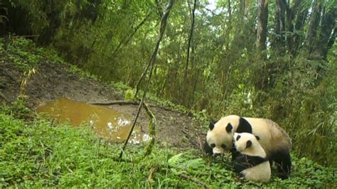 Wild Giant Panda Mother And Cub Caught On Camera In Sw China Youtube
