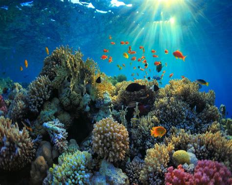 The Second Largest Coral Reef In The World Is In The Mexican Caribbean