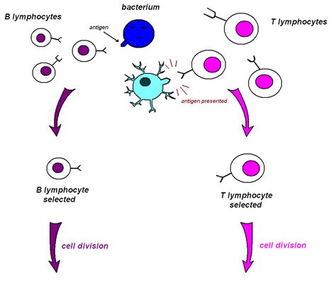 B Lymphocytes And The Immune Response With Diagram