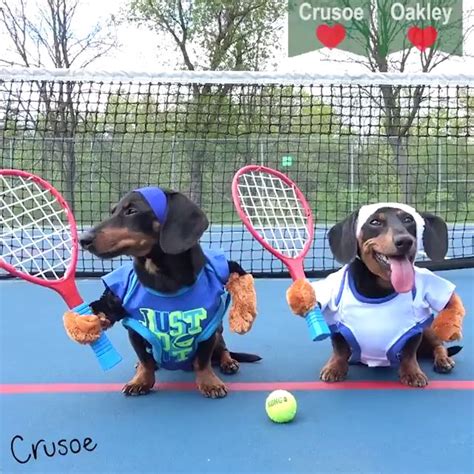 Amazing Dogs Playing Tennis Professionally Video Cute Baby Animals