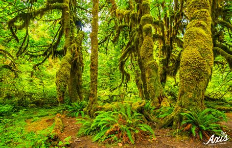 Hoh Rain Forest In Olympic National Park Washington Axis Medical