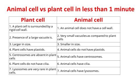 Animal Cells Vs Plant Cells Differences Between Plant And Animal
